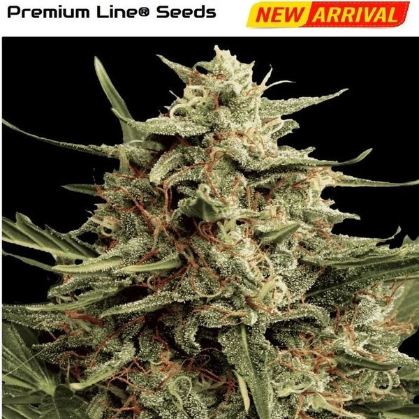 Santa Maria - Premium Line® Seeds - Autoflower