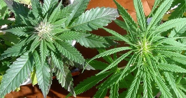 sativa versus indica cannabis seeds